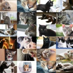 cat song 2