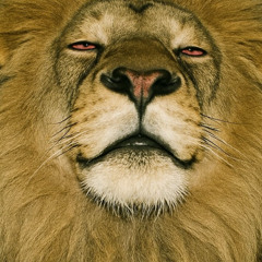 Eye of the Lion (Katy Perry Diss)