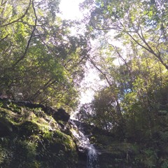 memory forest