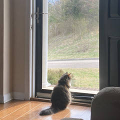 Cougar Asparagus (02-26-22)