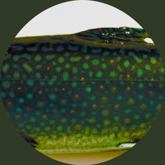 Khôl