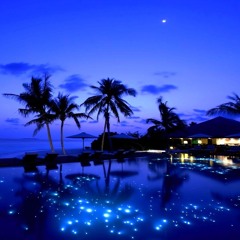 Tropical Night