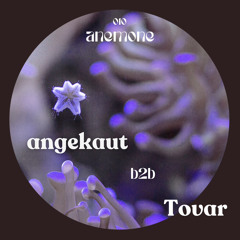 anemone 010: angekaut b2b Tovar