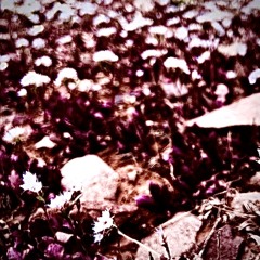 Untitled Instrumental