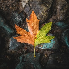 Letting Go (What no longer serves me)