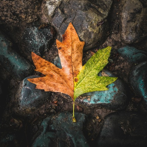 Letting Go (What no longer serves me)