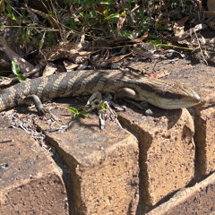 Meditations at Bally Creek