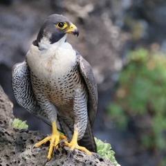 PeregrineFalconFINAL 1