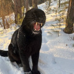 $LĀM