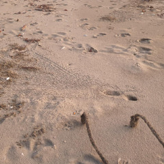 Crab sounds.