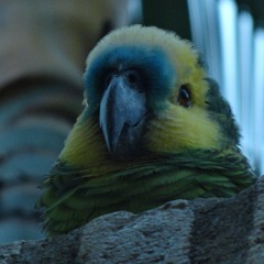 Cumbias, modernas y clásicas