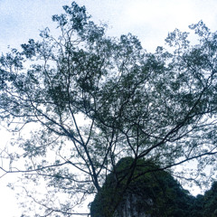 Gio mua