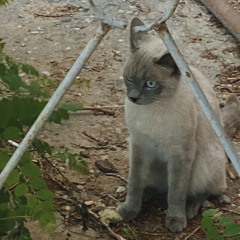 бесячие мысли