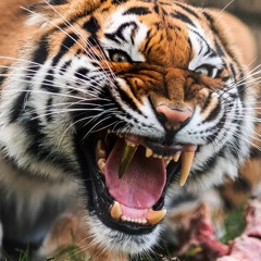 sabre - frank feat. trippythakid