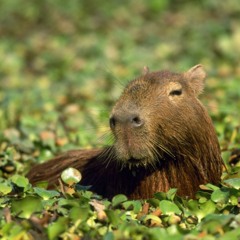 Capybara TIKTOK Song (Mashup)