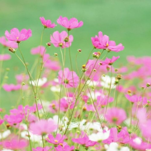 源さくら background origin 💕 FREE DOWNLOAD
