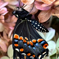 Come to me if  you're weary and burdened