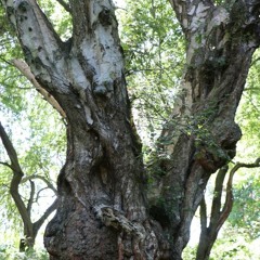 Silver Birch Song (Merry Beith) - Grandmother