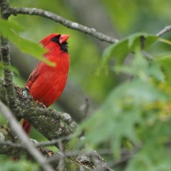 Raw "get on with it" demo vox ideas