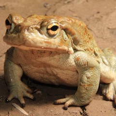 Fresh Toadwalker