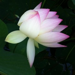 Vajra Guru Mantra