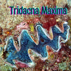 Tridacna Maxima