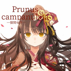 [Artcore] Prunus Campanulata
