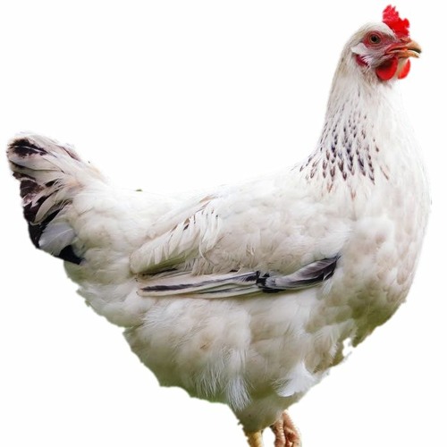 Stream Chicken Fight/Bitcrush Bruiser[TCC OST] by Corpse Crusader ...