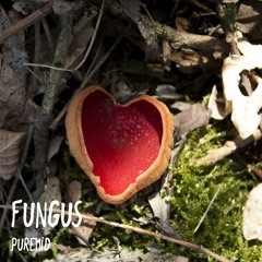 Fungus