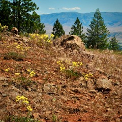 TALKING HANDS / TALKING FEET “The pass is clearly in view but the way how…”