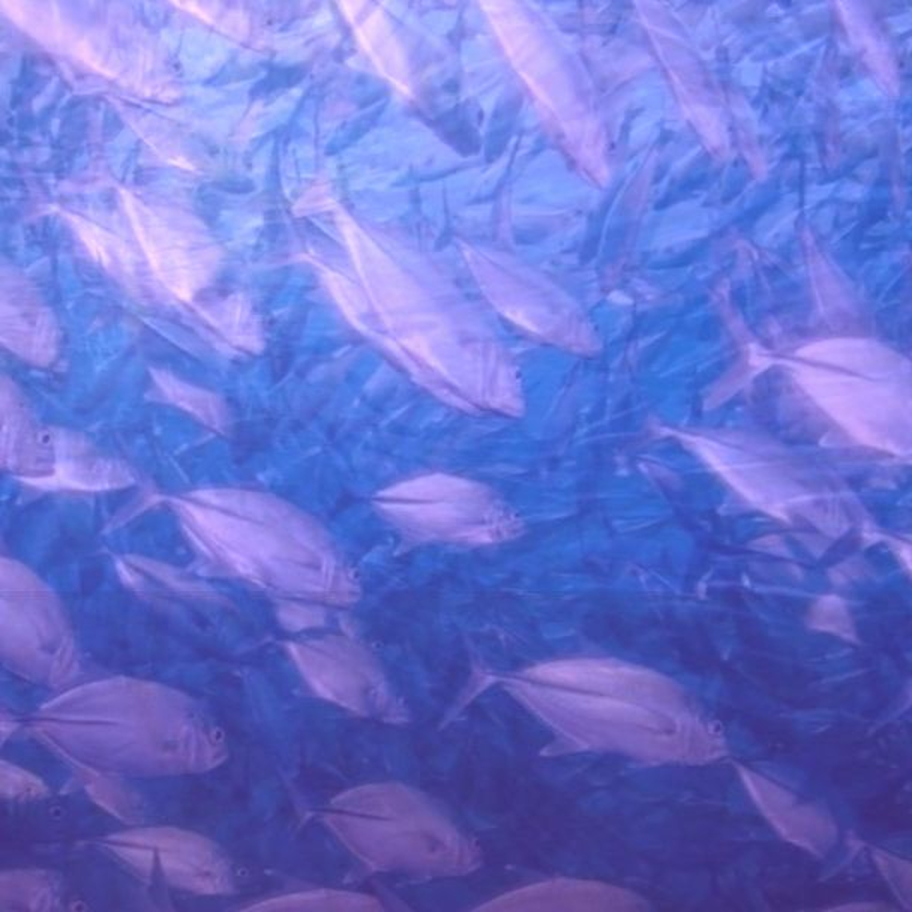 FISH FISH FISH FISH episode artwork