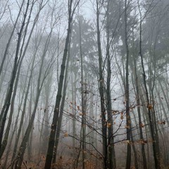 Silhouette - Misty Forest