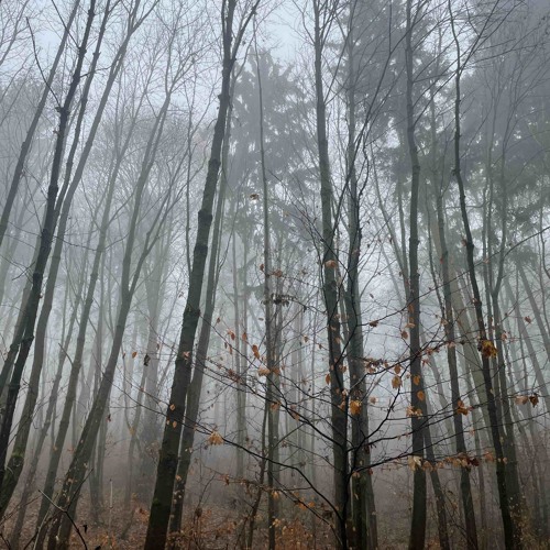 Silhouette - Misty Forest