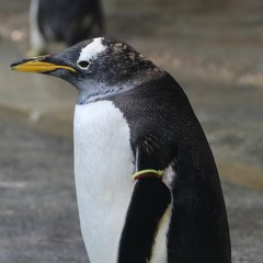 雲雀東風 アレンジ ギターレス