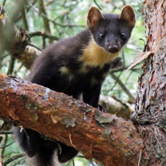 Marten hunting for thrushes