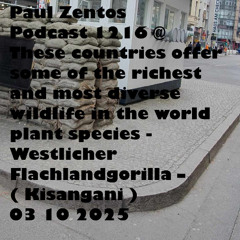 Paul Zentos Podcast 1216 @ These countries offer some of the richest and most diverse wildlife in the world plant species - Westlicher Flachlandgorilla – ( Kisangani ) 03 10 2025