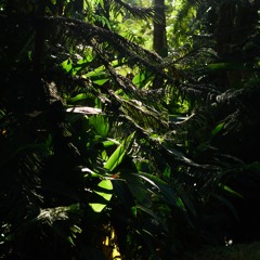 Blood Bank (Bon iver)