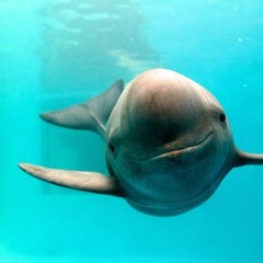 POOCHGANG-PORPOISE