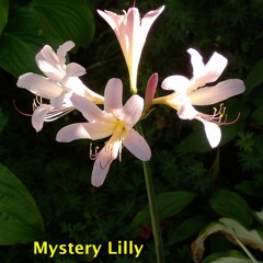 Mystery Lilly