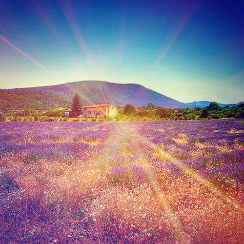 Back To The Fields