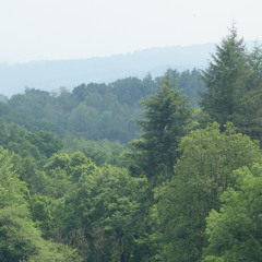 Fully Fabricated Forests (free 296 page Ebook available from Lulu.com)