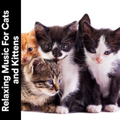 Music for Calming Cats and Kittens, Pt. 19