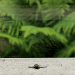 green presence (disquiet0700)