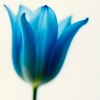 Dark Petrified Blue — cover