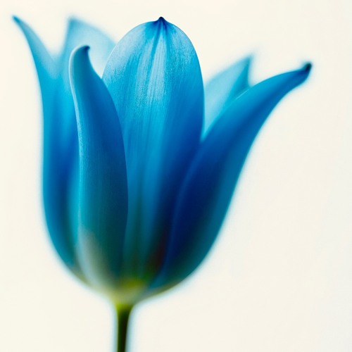 Dark Petrified Blue — cover