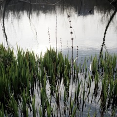 LOCHEND SOUNDS_Morning