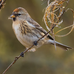Redpoll Buzz Calls - MixPre-7484
