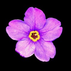 Myosotis