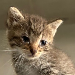 como voy a creer dijo el fulano