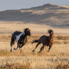 Mustang Galop